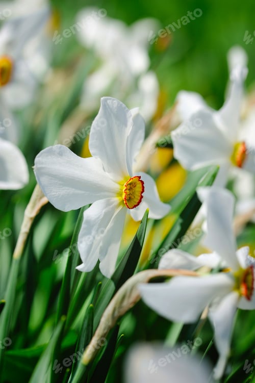 Preview: Narcissus poeticus, Narcissus flowers