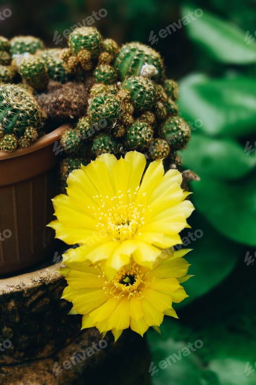 Preview: Cactus with Blooming Yellow Flowers in a Pot