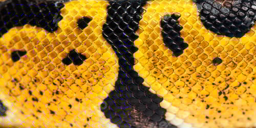 Vista previa: Macro detallado de una bola de colores pastel con escalas de pitón, Python Regius, isol