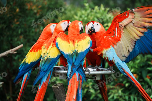 Preview: Close-up of macaws that are a group of New World parrots that are long-tailed and often colorful