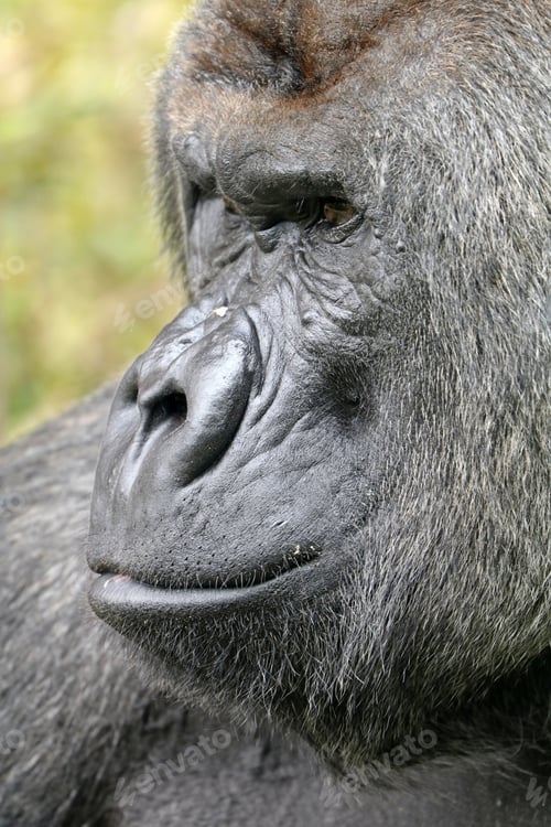 Preview: Silverback gorilla face