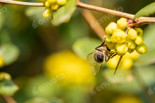 Preview: Closeup shot of bee on a flower
