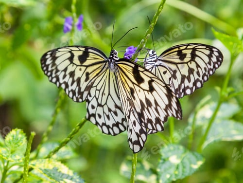 Preview: Cream and Black Butterflies