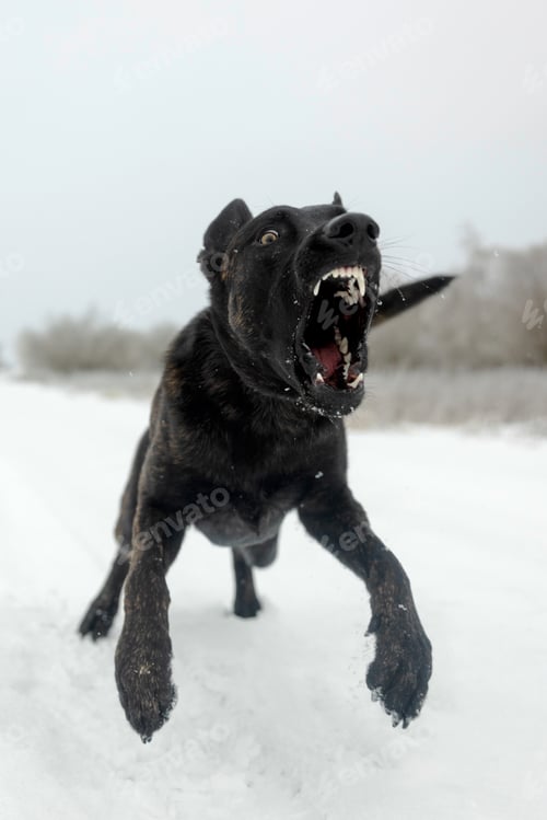 Preview: Black Dutch Shepherd Dog Barking in Snow