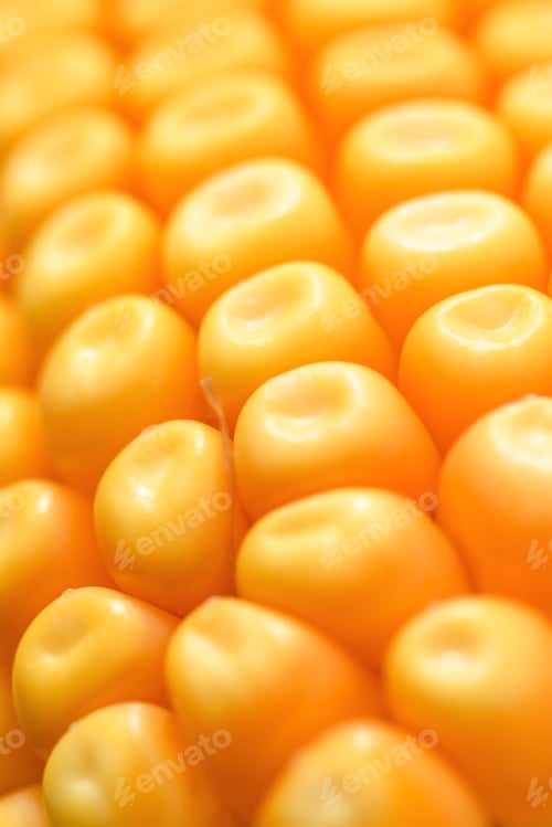 Preview: Ripe yellow kernels on corn on the cob, macrophotography