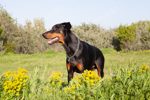 Preview: Selective focus shot of an adorable puppy playing on grass