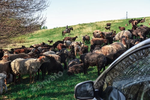 Preview: A flock of sheep, urged on by a shepherd, blocked the way for a car