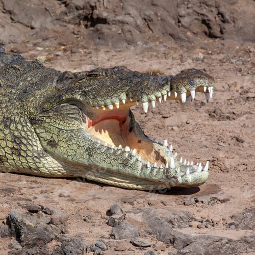 Preview: Nile Crocodile - Botswana