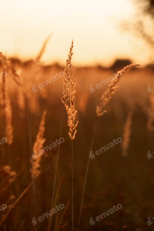 Preview: Steppe Grass in Sunset Light