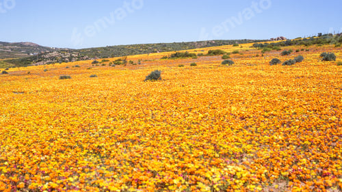 Preview: Namaqualand Spring Landscape