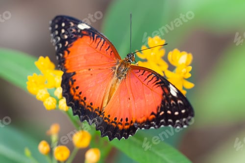 Preview: Closeup of a Cethosia biblis (red lacewing) on a yellow flower