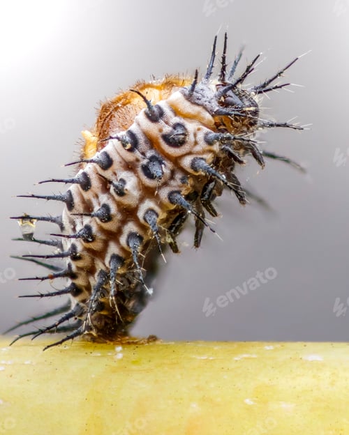 Preview: larva