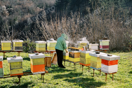 Preview: Beekeeper works with smoke in an apiary near colorful beehives on a green lawn. Back view