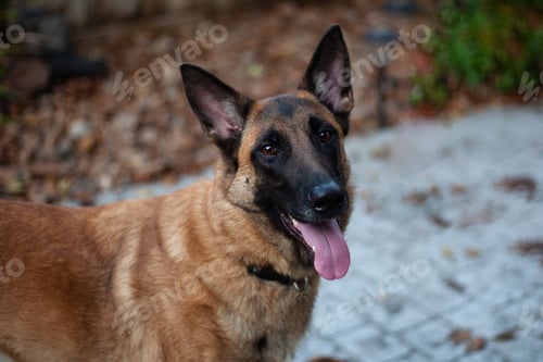Preview: Adorable Belgian Shepherd or Belgian Malinois a breed of medium-sized herding dog in outdoor