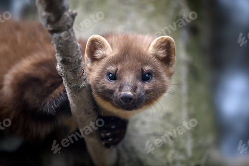 Preview: Marten on a branch in winter
