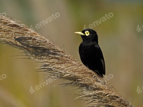 Preview: Black Bird