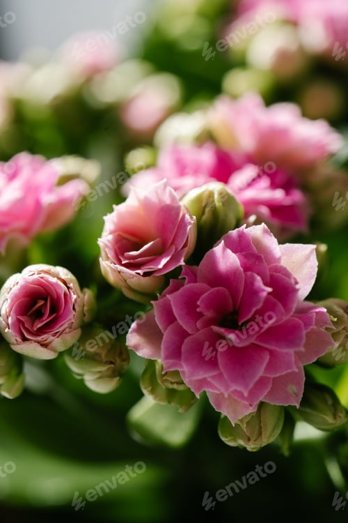 Preview: Pink house flower in bloom close-up from above.