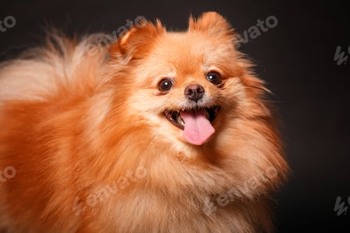 Preview: Puppy on a black background. Pomeranian Spitz.