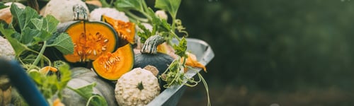 Visualização: Different pumpkins in an autumn garden