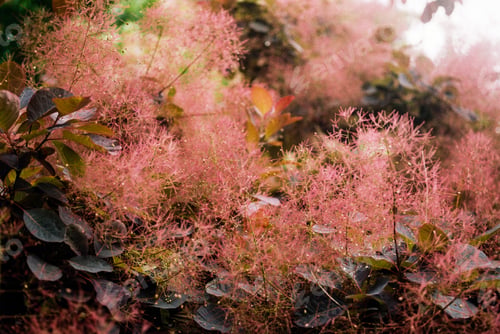 Preview: Cotinus 'smoke bush'