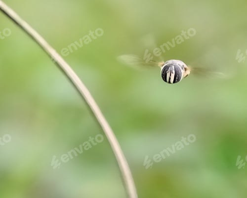 Preview: Insect