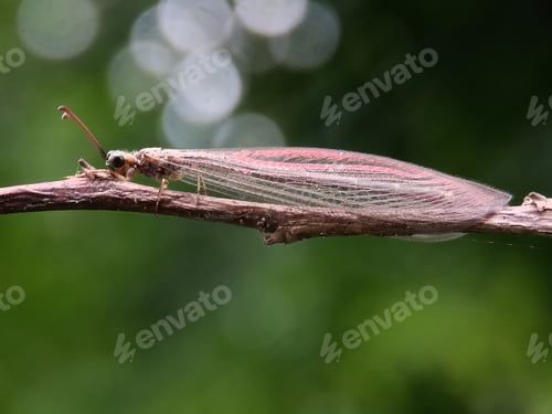 Preview: Antlion with bokeh