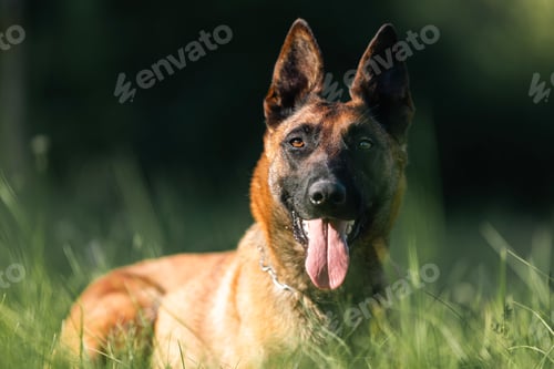 Preview: Portrait of cute Belgian Shepherd Malinois