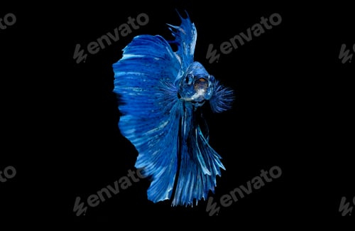 Preview: Dark blue Siamese fighting fish was isolated on black background.