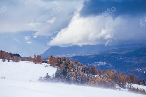 Preview: Beautiful Winter and Holiday background for Christmas with larch trees and snow.