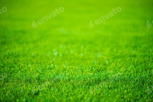 Grass Field Defocused