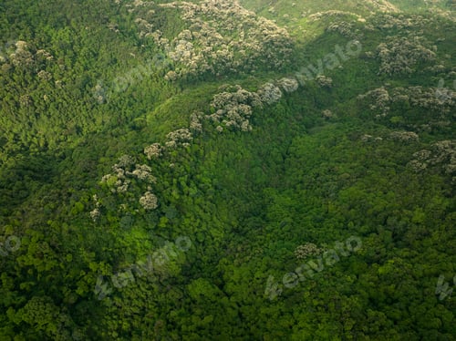 Preview: Drone aerial view of green forest with flowering castanopsis fissa trees in spring