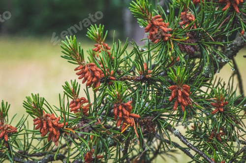 Preview: Branches of a pine tree with young red cones close-up. Green spruce with a drops of water after rain