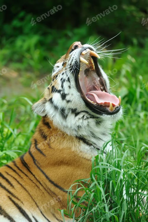 Preview: Tiger