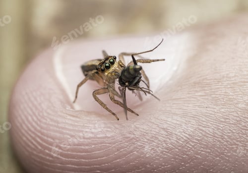 Preview: Jumping Spider Consumes Prey on a Finger