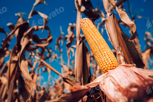 Preview: Ear of corn ready for harvest