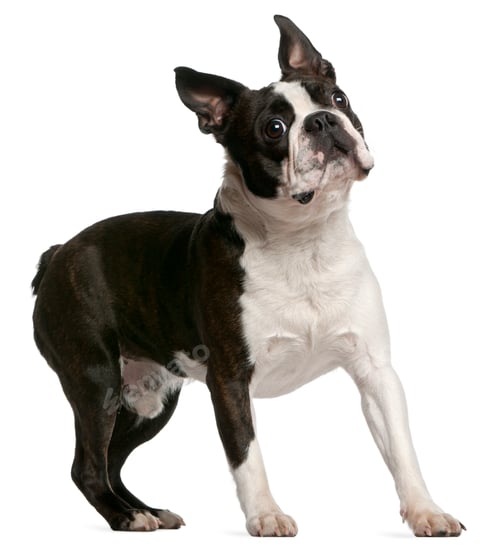 Preview: Boston Terrier, 1 year old, standing in front of white background