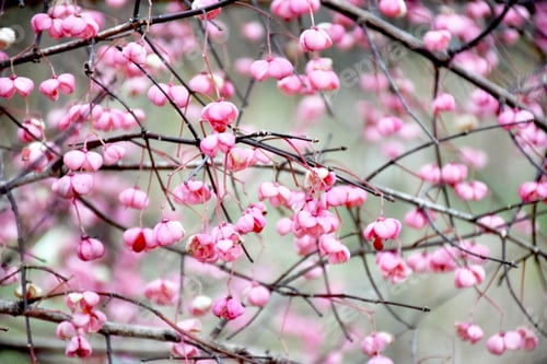 Preview: Pink Spindle tree seed pods