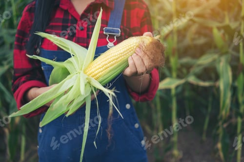 Preview: Happy farmer in the corn field