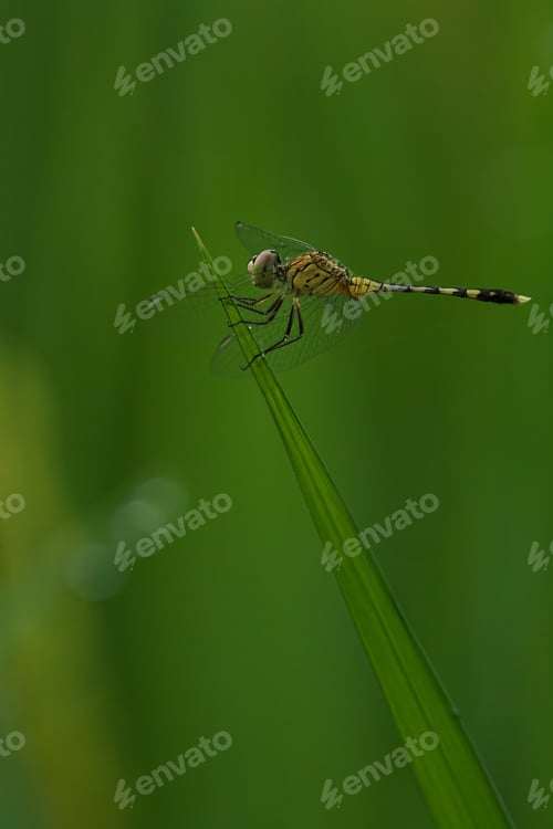 Preview: Ground skimmer perched atop a plant in its natural habitat
