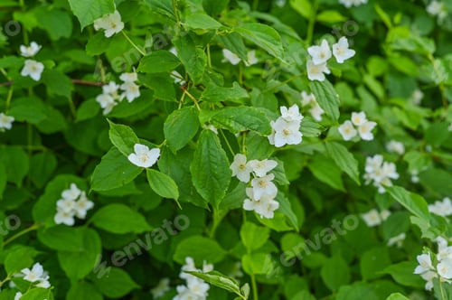 Preview: Blooming jasmine shrub in June. White jasmine flowers.