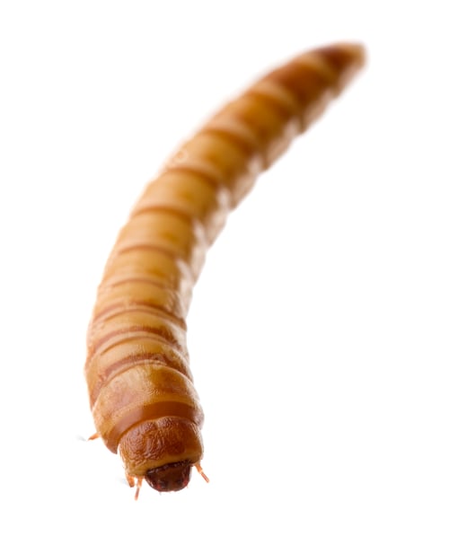 Preview: Larva of Mealworm - Tenebrio molitor