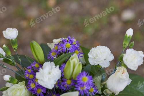 Preview: Close-up photo of Pancho fresh flowers