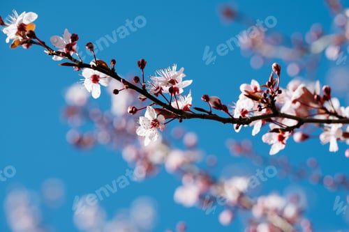 Preview: Vivid Cherry Blossoms on a Sunlit Day.