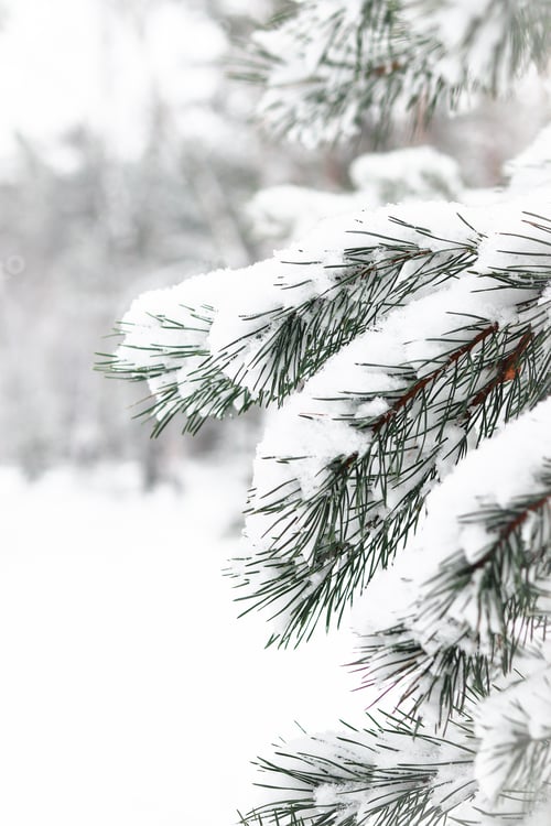 Preview: Background. Fir branch. Winter time. Nature.