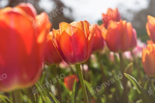 Preview: Orange tulips close-up in the garden. Beautiful spring flower background.