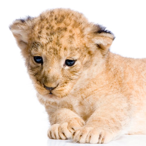 Preview: Lion Cub lying down