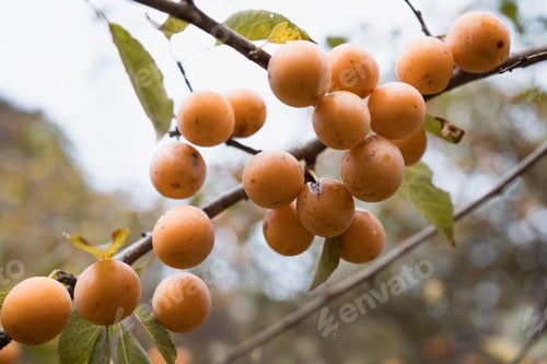 Preview: Ripe wild yellow plum on a tree in lost garden