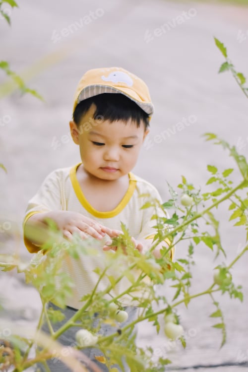 Preview: Tomato picking
