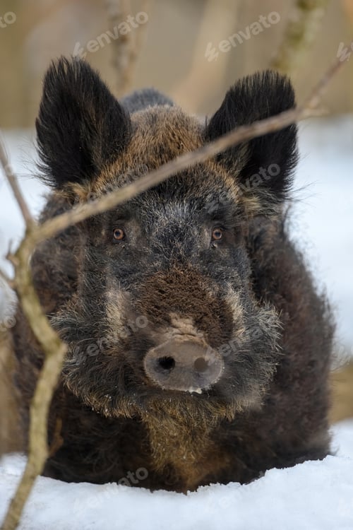 Preview: Wild pig with snow. Young Wild boar in wintery forest. Wildlife scene from nature