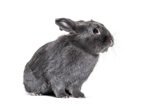 Preview: Grey young rabbit standing in front, isolated